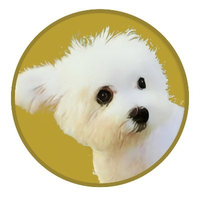 Bubble Doge Rewards Hub